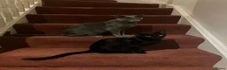 Siamese cats for sale: X5 female siamese/oriental kittens Ready to leave. - Advert 1