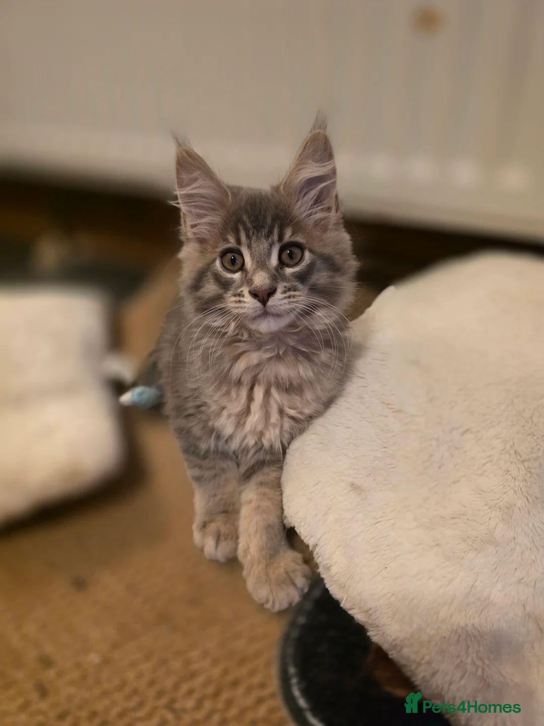 Maine Coon cats for sale: Beautiful Maine Coon Kittens 3 boys/ 2 girl  - Advert 27