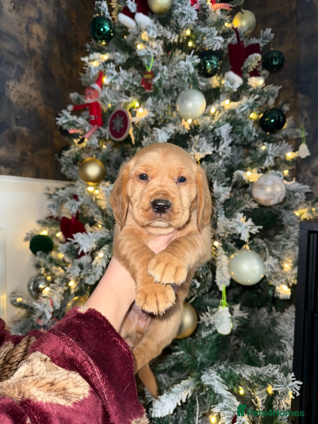 Cockerdor dogs for sale: FOX RED COCKERDOR PUPS  - Advert 2