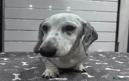 Miniature Dachshund dogs for sale: KC Miniature Smooth Dachshund  - Image 1
