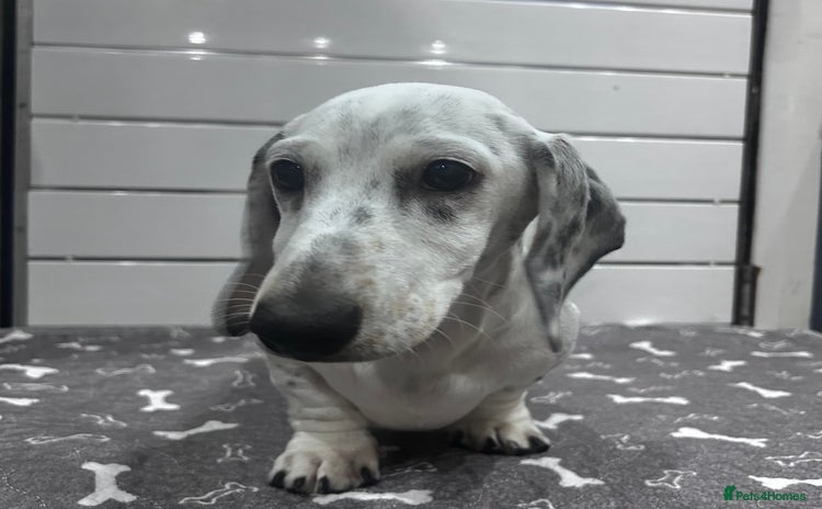 Miniature Dachshund dogs for sale - Advert 1