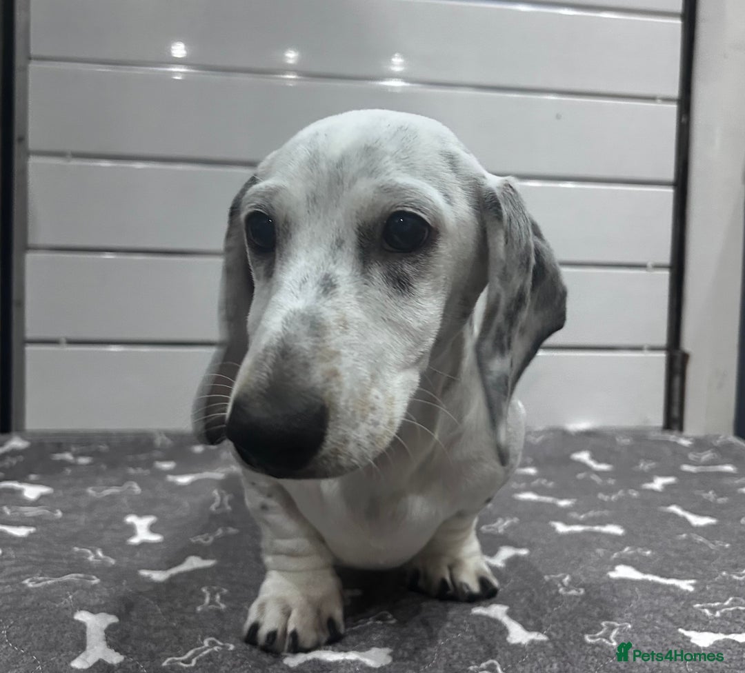 Miniature Dachshund dogs for sale: KC Miniature Smooth Dachshund  - Image 1