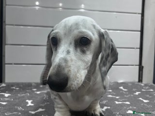 Miniature Dachshund dogs - Advert 3