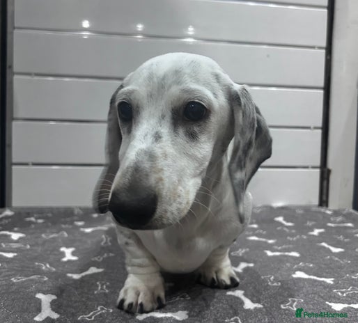 Miniature Dachshund dogs - Advert 8
