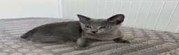 Russian Blue cats for sale: Russian Blue Boy - Advert 8