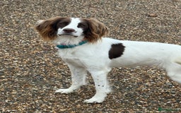 English Springer Spaniel dogs for sale: Willow  - Image 1
