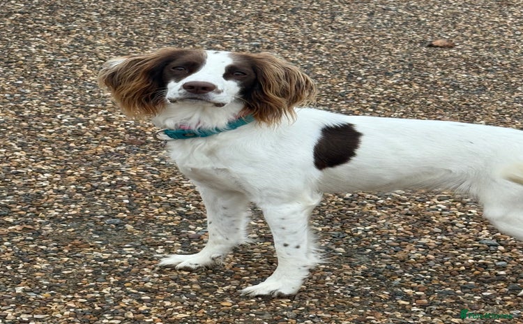 English Springer Spaniel dogs - Advert 1