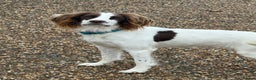 English Springer Spaniel dogs for sale: Willow  - Advert 1