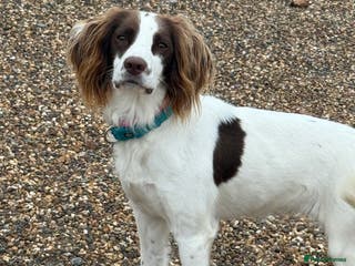 English Springer Spaniel dogs Willow - Advert 4