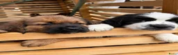 Tibetan Mastiff dogs for sale: Stunning Tibetan Saint Puppies - Ready to go! - Advert 18