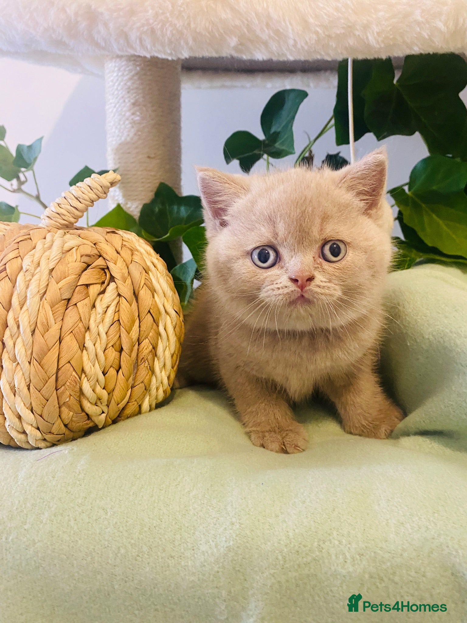 British Shorthair cats ✨Stunning Lilac Fawn British Shorthair GCCF ✨ - Advert 2