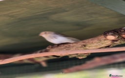 Canaries birds for sale: Canaries for sale beautiful markings  - Image 5