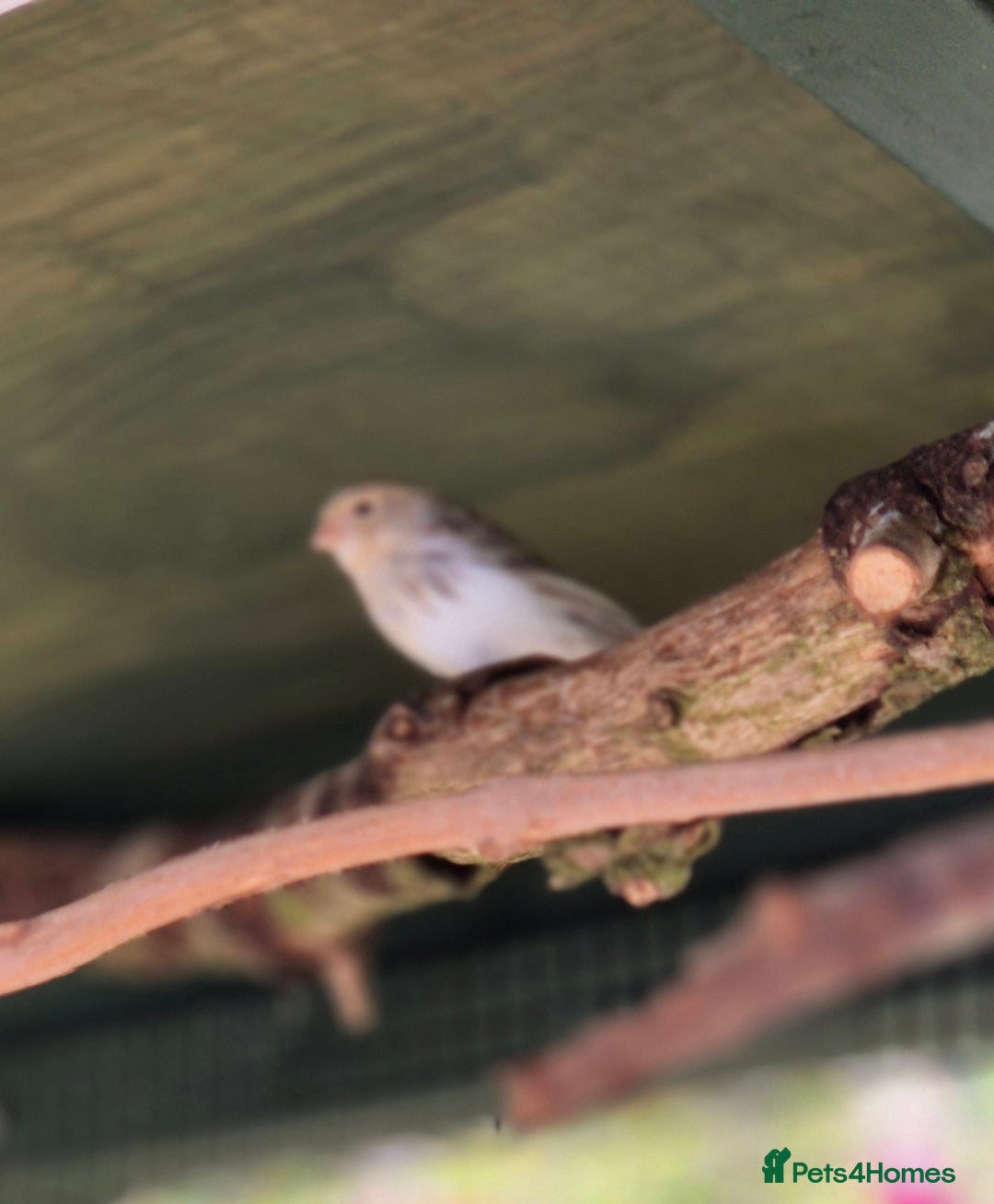 Canaries birds for sale: Canaries for sale beautiful markings  - Image 5