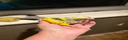 Parakeets birds for sale: Hand reared hand tame kakariki - Advert 7
