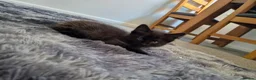 Mixed Breed cats for sale: Kitten  - Advert 3