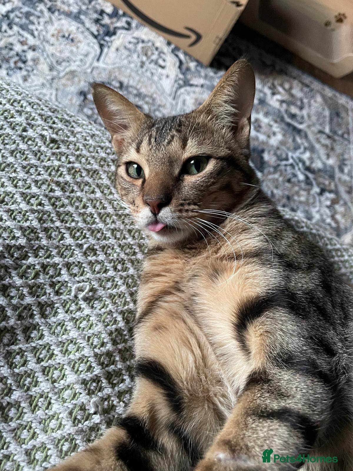 Mixed Breed cats Ziggy! An absolute bundle of joy and quirckness - Advert 1