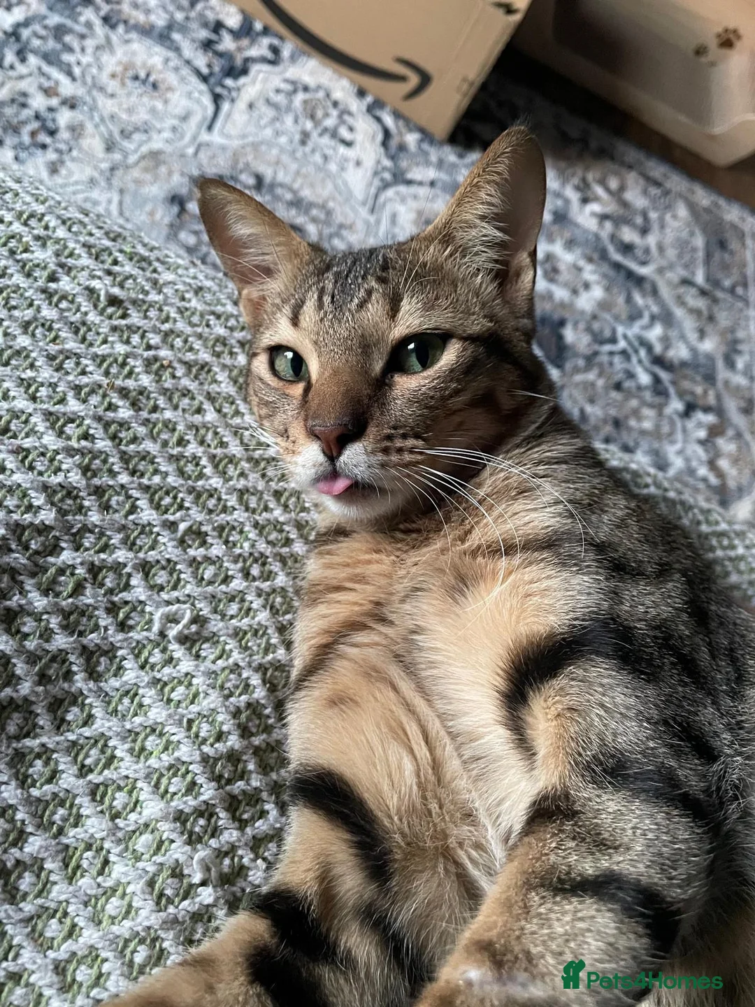 Mixed Breed cats for adoption: Ziggy! An absolute bundle of joy and quirckness - Advert 1