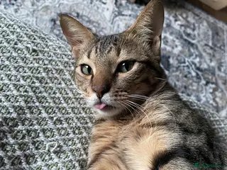 Mixed Breed cats Ziggy! An absolute bundle of joy and quirckness - Advert 1