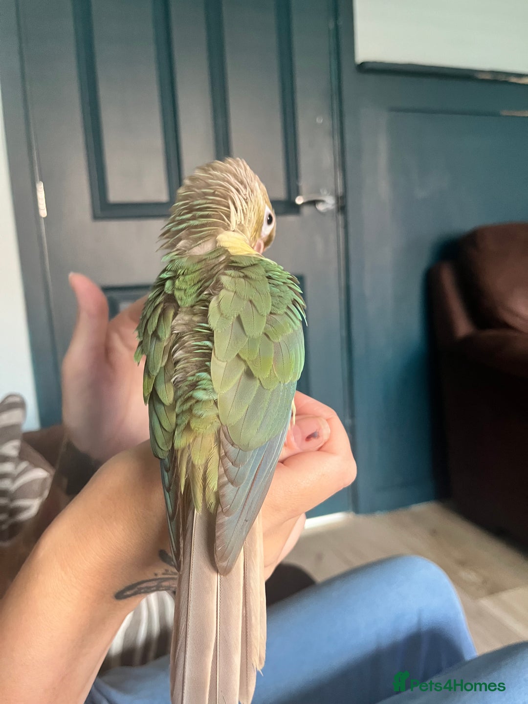 Parrots birds for sale: Green cheek pineapple conure 7 months old  Tame in Burton-on-Trent - Image 2