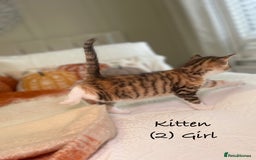 Mixed Breed cats for sale: Stunning kittens 8 weeks old ready now  - Image 9