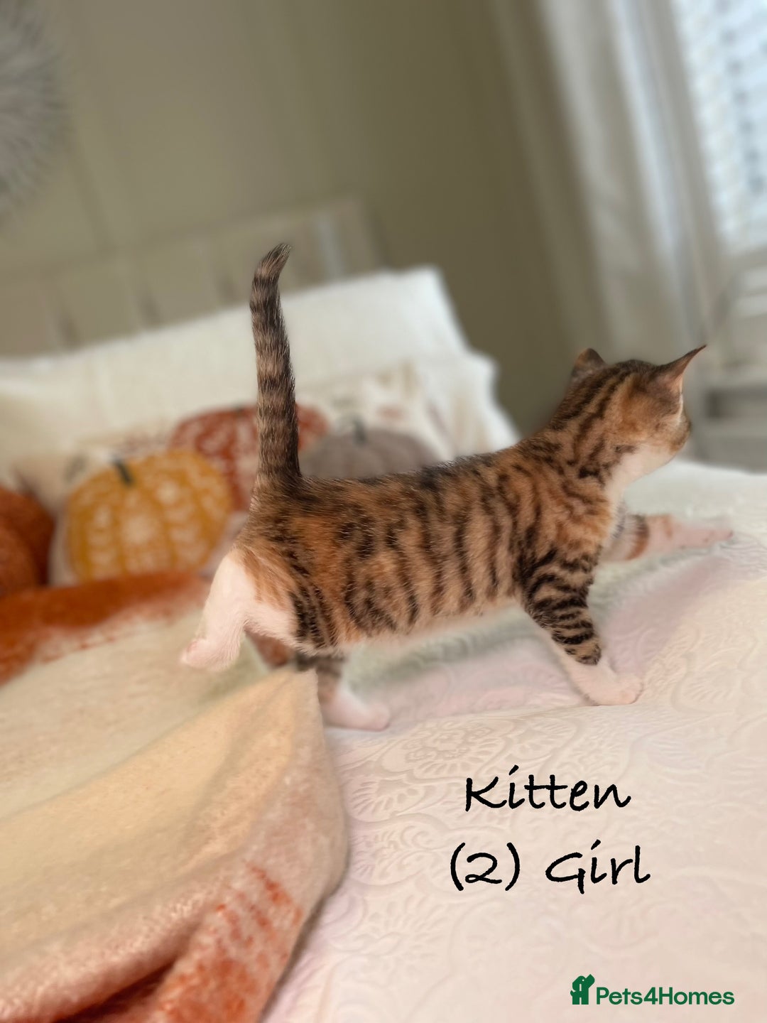 Mixed Breed cats for sale: Stunning kittens 8 weeks old ready now  - Image 9