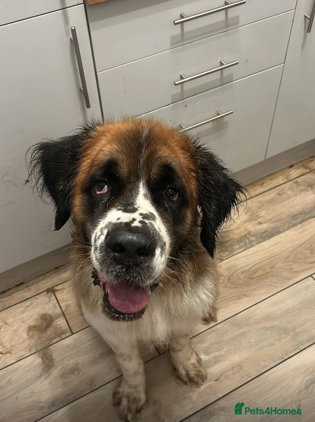 Saint Bernard dogs for sale: St Bernard for rehoming in Birkenhead - Advert 2