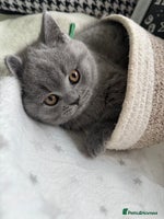 British Shorthair cats Adorable British Shorthair- 2 boys left - Advert 3