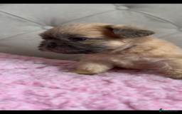 French Bulldog dogs for sale: French bulldog, Floodles, Furnishings  - Image 7