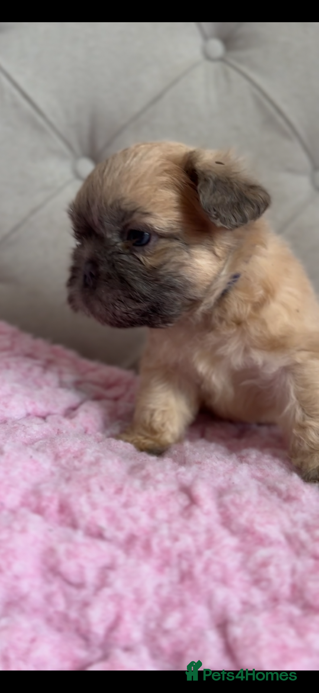French Bulldog dogs for sale: French bulldog, Floodles, Furnishings  - Image 7