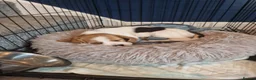 Beagle dogs for sale: Loving home needed - Advert 1