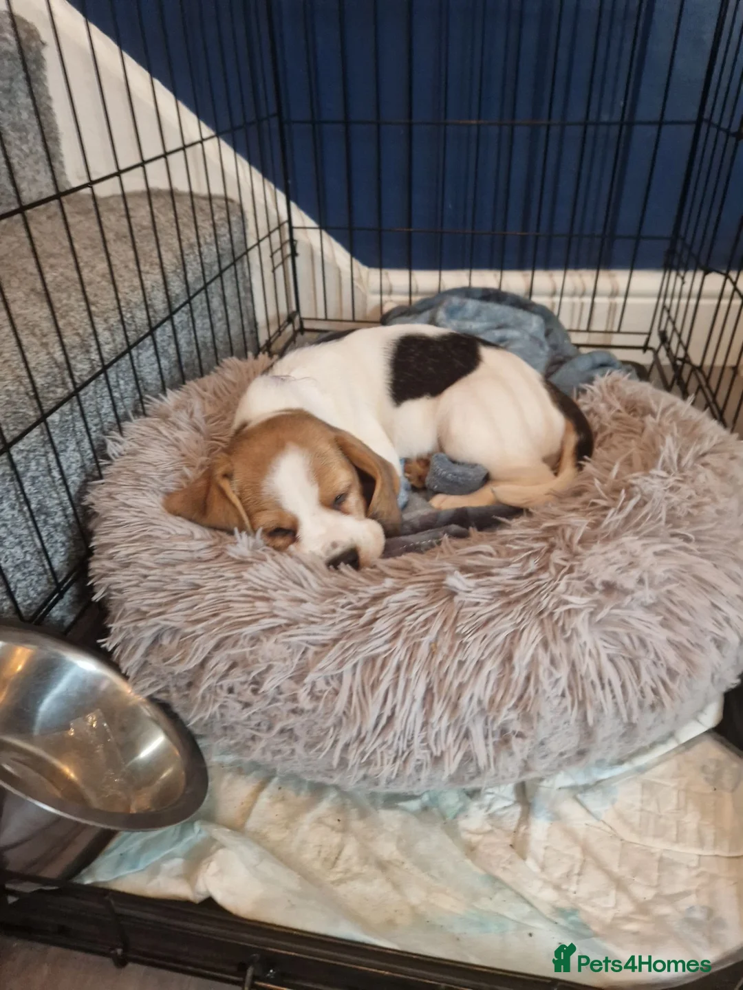 Beagle dogs for sale: Loving home needed - Advert 1