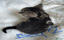 Domestic Shorthair cats for sale: Domestic beautiful kittens  - Image 8