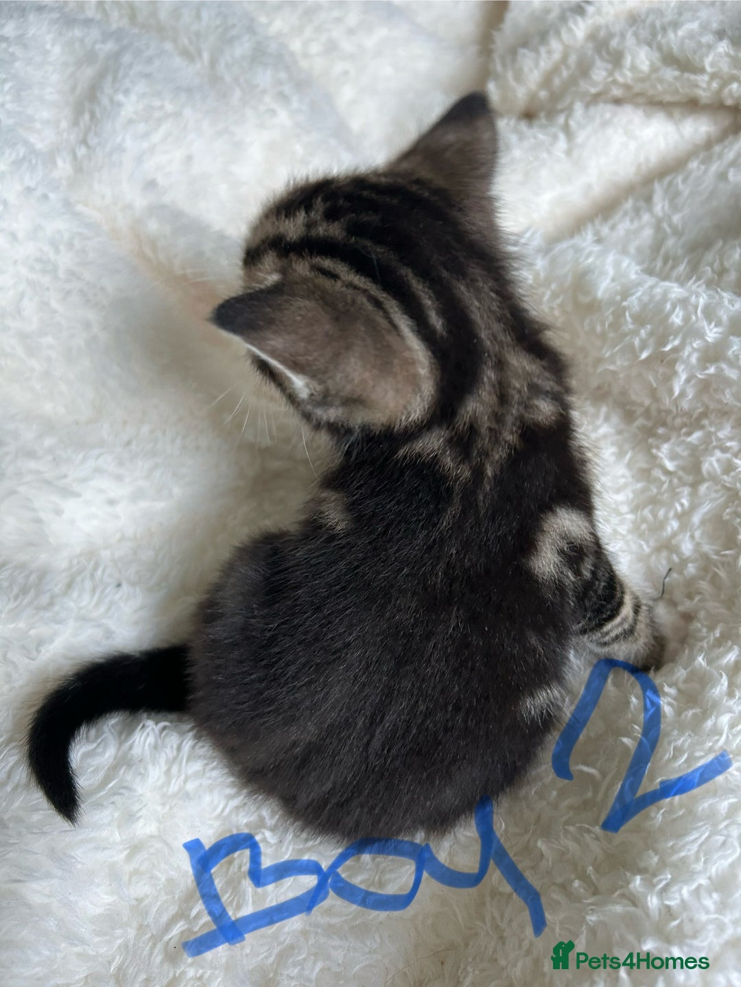 Domestic Shorthair cats for sale: Domestic beautiful kittens  - Image 8