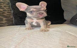 French Bulldog dogs for sale: Kc Reg Micro frenchies for sale - Image 3