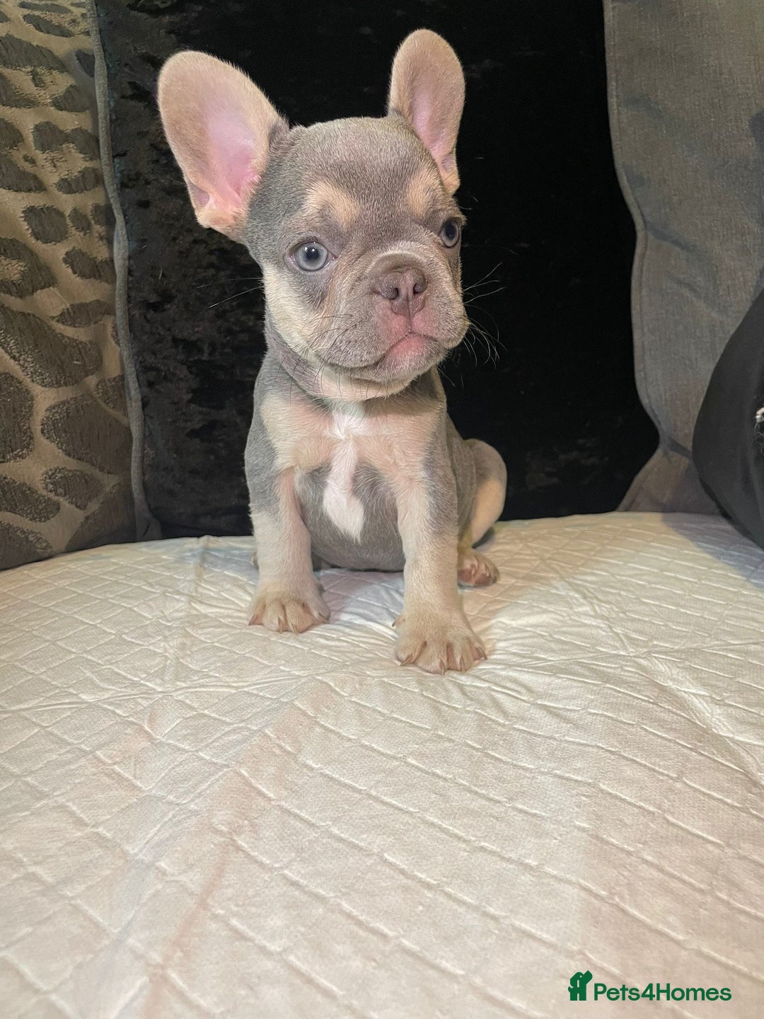 French Bulldog dogs for sale: Kc Reg Micro frenchies for sale - Image 3