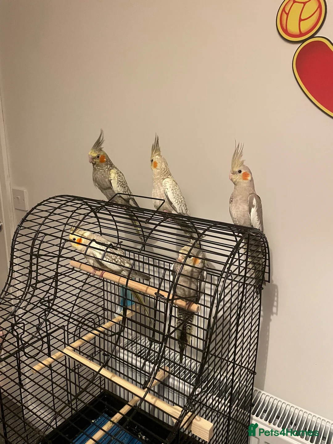 Cockatiels birds for sale: Cockatiels  in Clitheroe - Advert 4