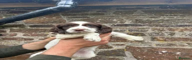 English Springer Spaniel 1