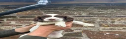 English Springer Spaniel dogs for sale: Two springer spaniel pups  in Okehampton - Advert 4