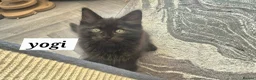 Norwegian Forest Cat cats for sale: Norwegian forest mixed Russian blue - Advert 6