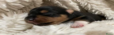 Jack Russell 4