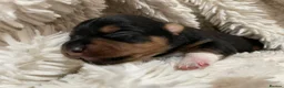 Jack Russell dogs for sale: Jack Russell puppies  in Maidenhead - Advert 6