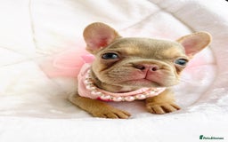 French Bulldog dogs for sale: NEWSHADE ISABELLA MALE FRENCH BULLDOGS - Image 5