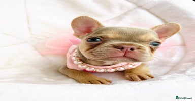 French Bulldog dogs - Advert 12
