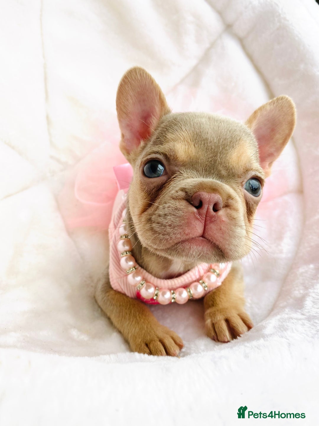 French Bulldog dogs for sale: NEWSHADE ISABELLA MALE FRENCH BULLDOGS - Image 5