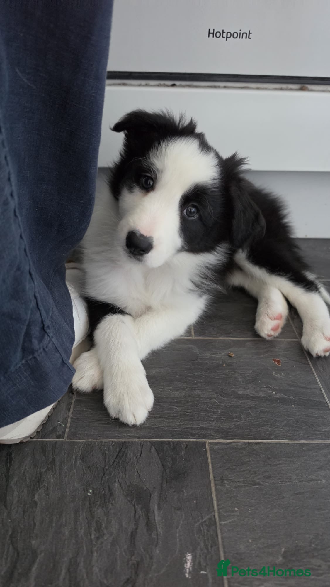 Border Collie dogs Classic Long Coated B&W Border Collie Boy Pup - Advert 2