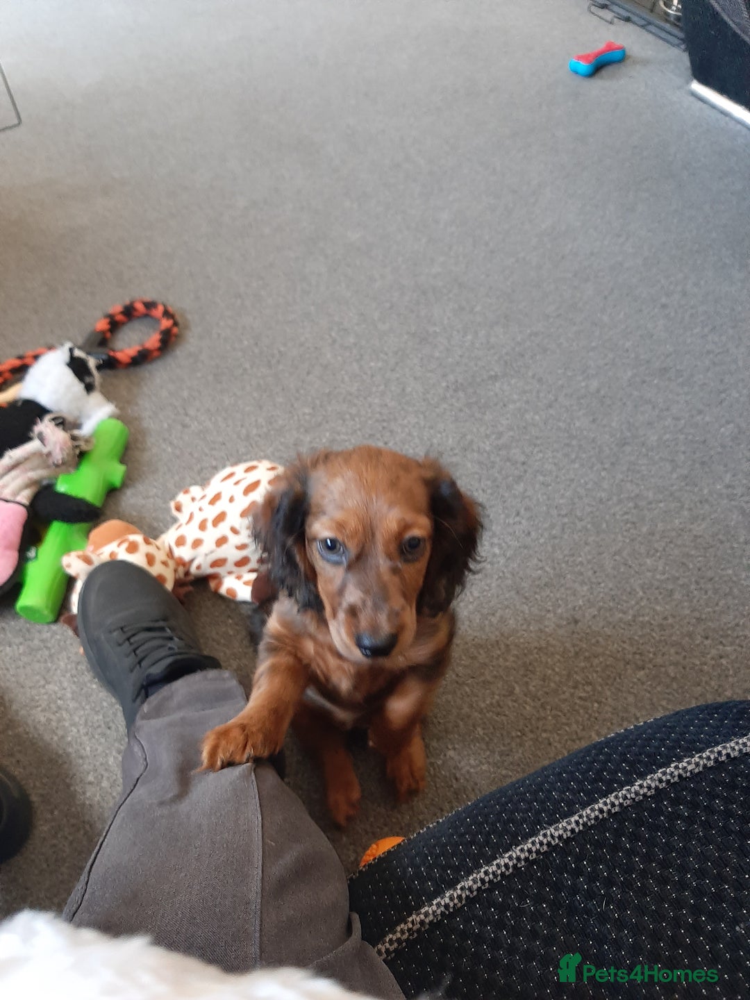 Mixed Breed dogs for sale: Docker- miniature dachshund x American cocker - Advert 4