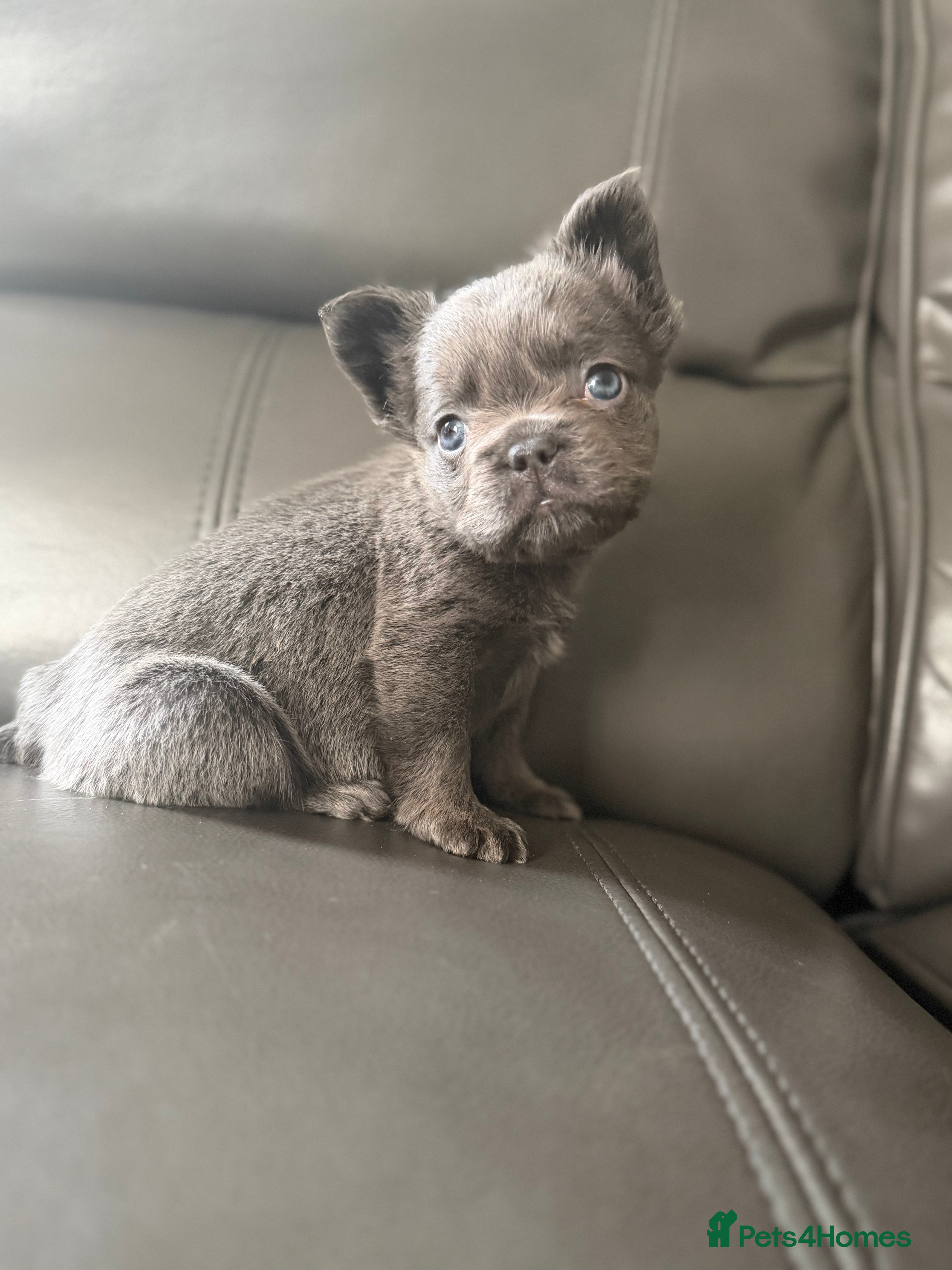 French Bulldog dogs STUNNING FLUFFY FRENCHIES🩵💜 - Advert 18