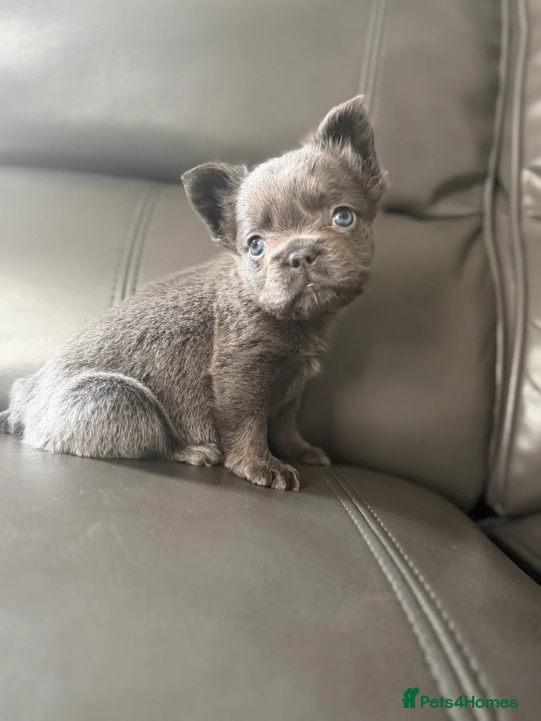 French Bulldog dogs for sale: STUNNING FLUFFY FRENCHIES🩵💜 - Advert 1