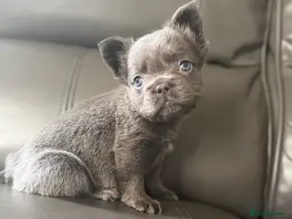 French Bulldog dogs STUNNING FLUFFY FRENCHIES🩵💜 - Advert 18