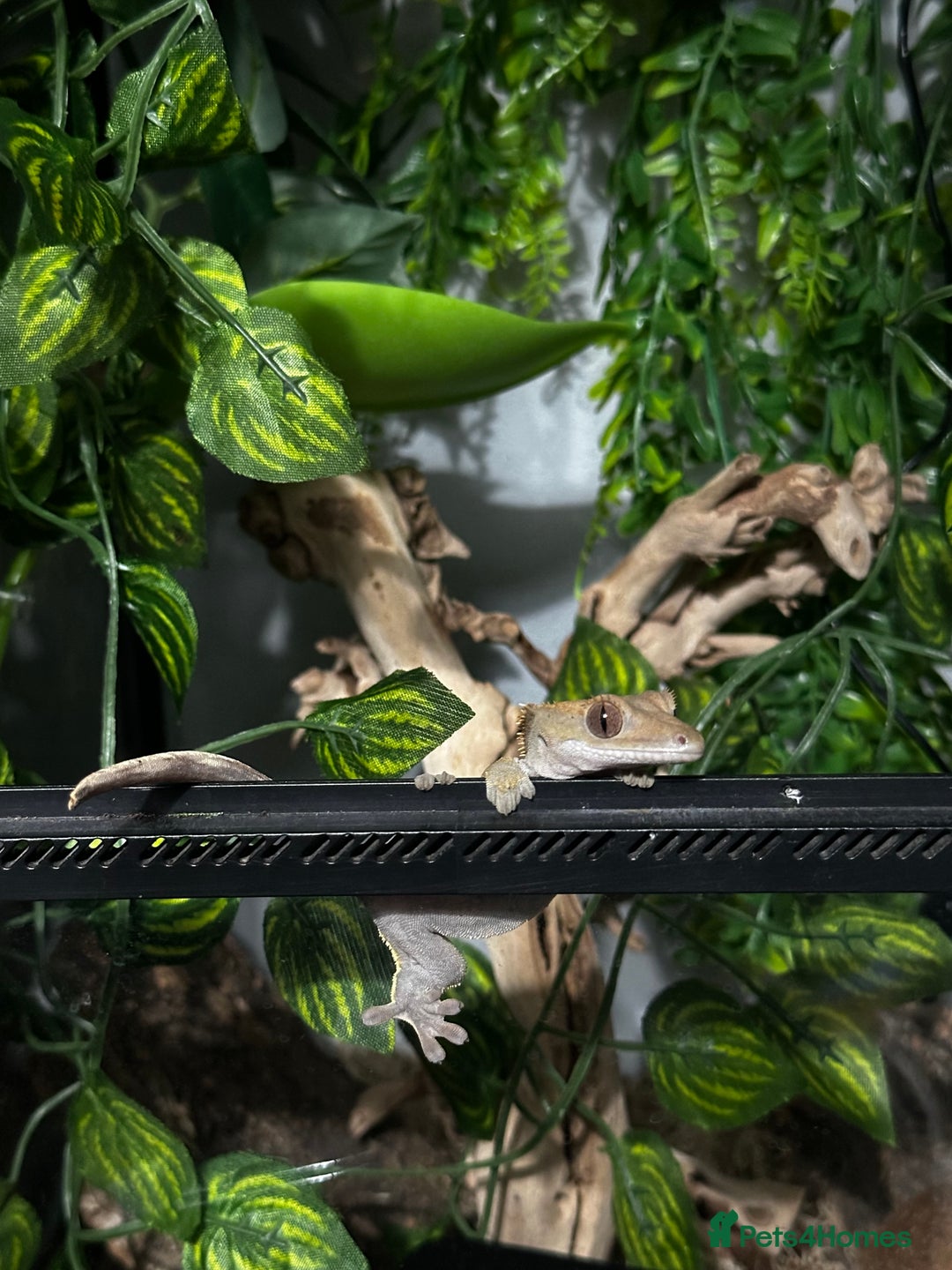Gecko reptiles for sale: Crested gecko- includes setup - Advert 3